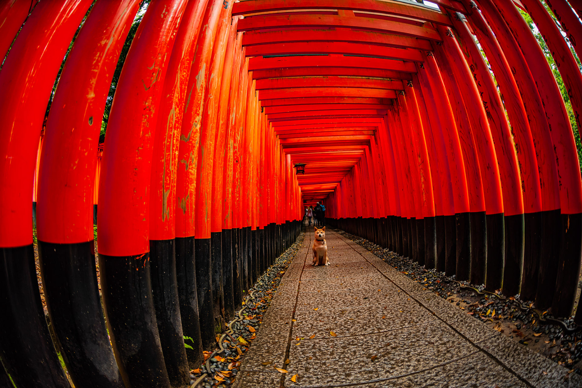 Inari Shrines, Japan