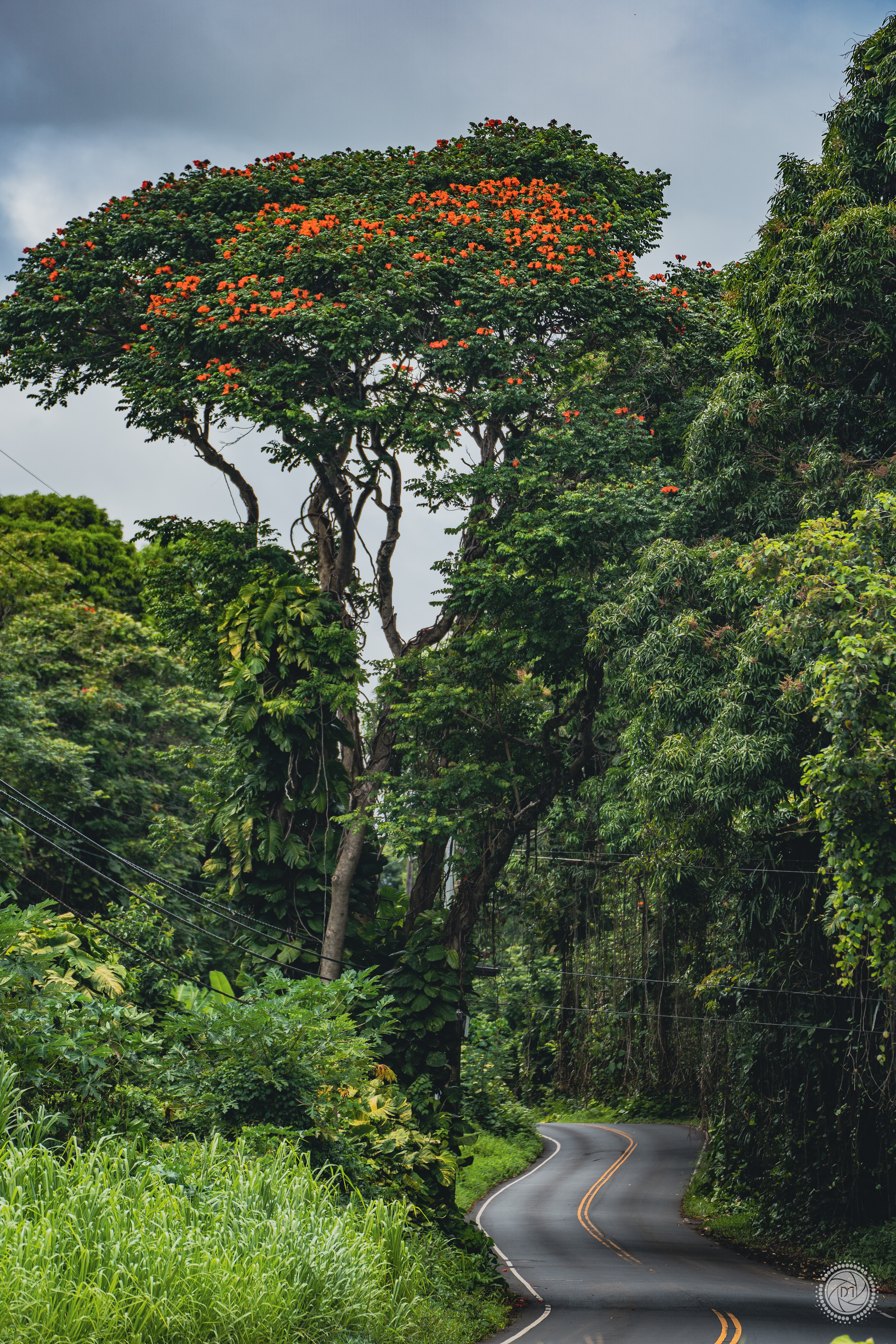 The Road to Hana, Maui