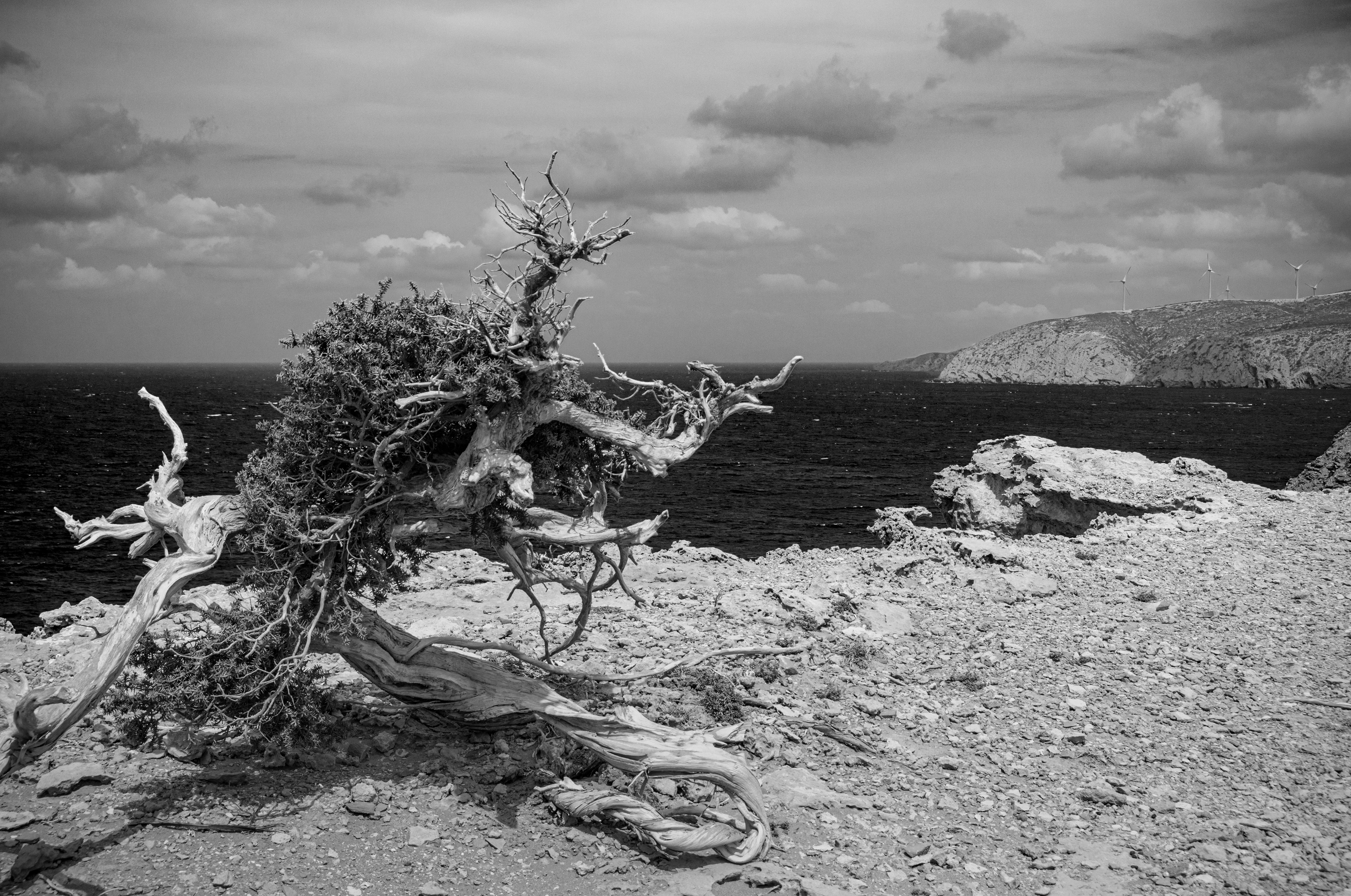 Dead Tree, Rhodes