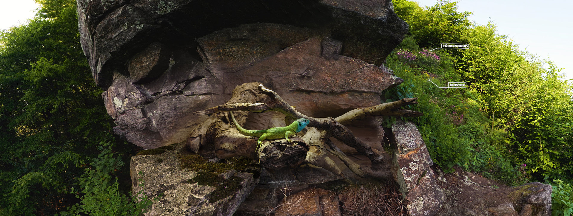 An emerald lizard in nature.