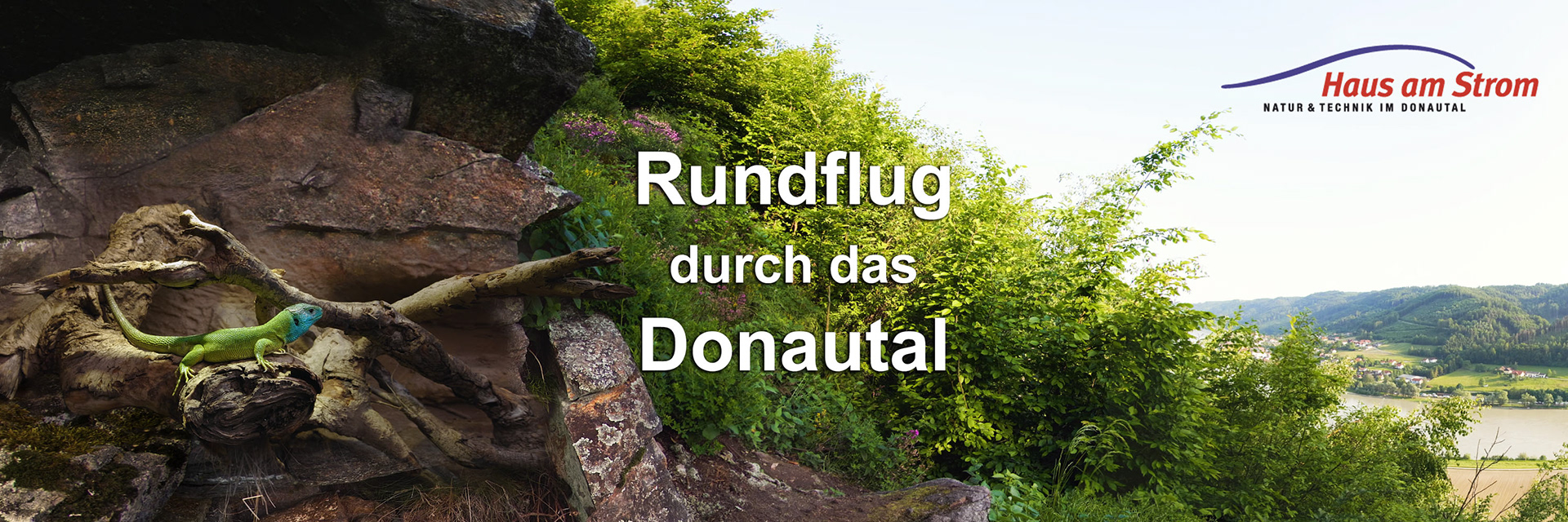 An emerald lizard in nature, in the background the river Donau