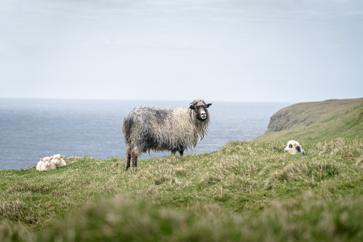 Sheep on the way
