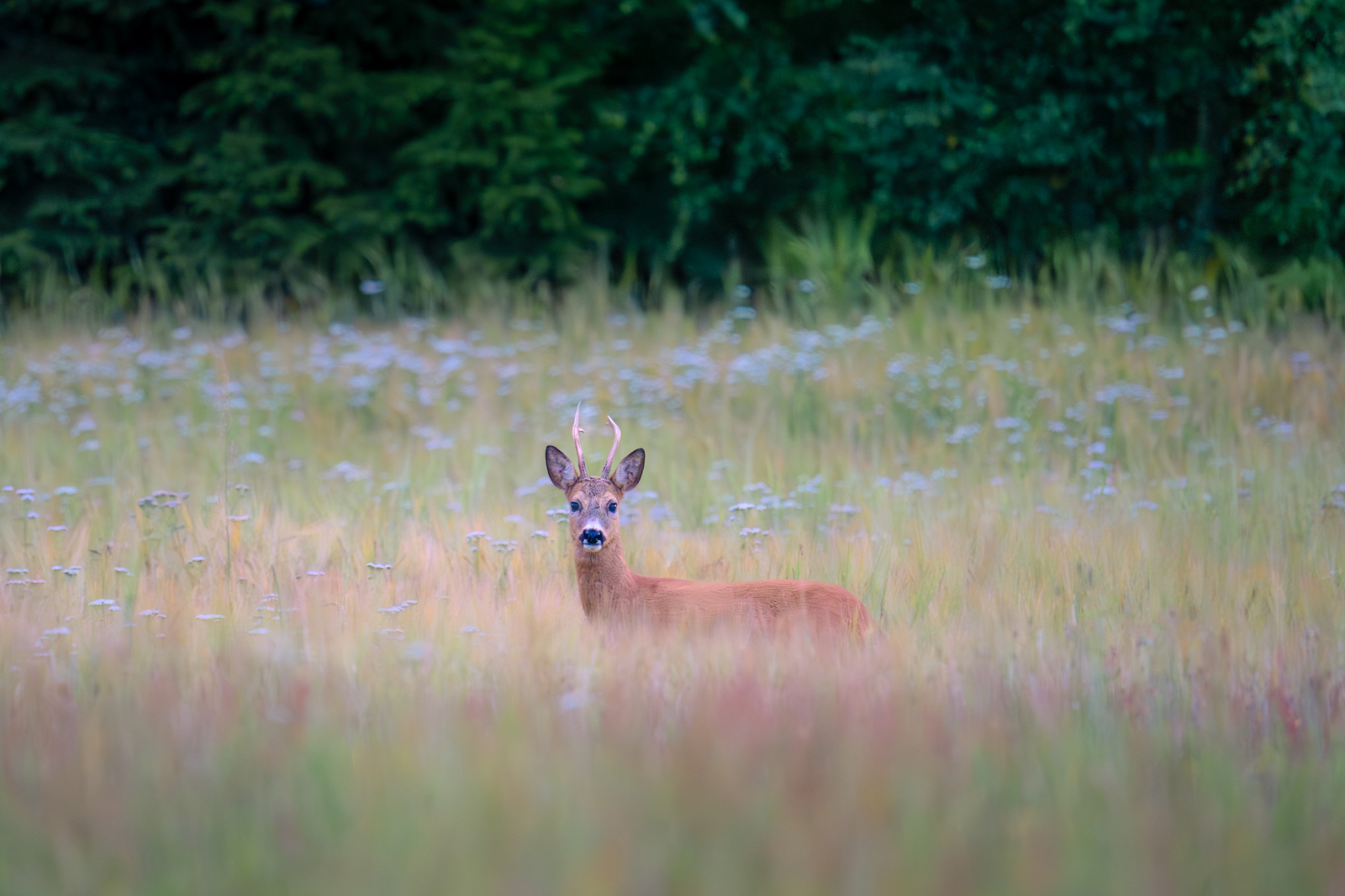Deer in the field