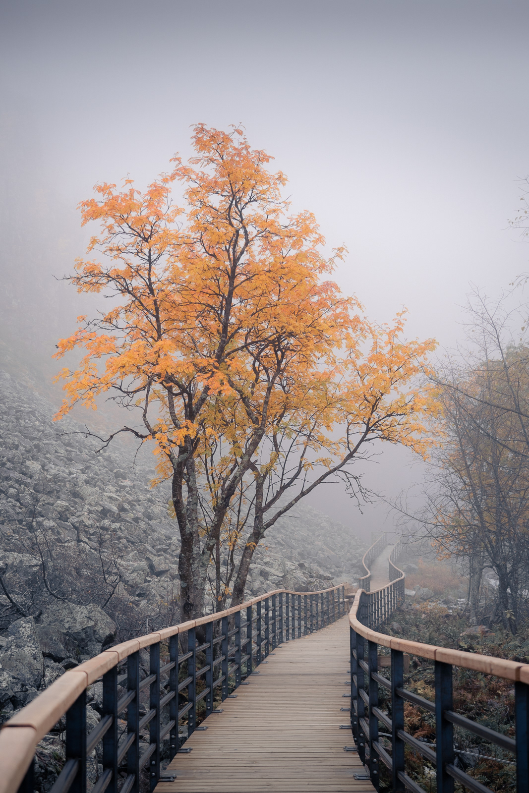 Autumn fulufjällets national park