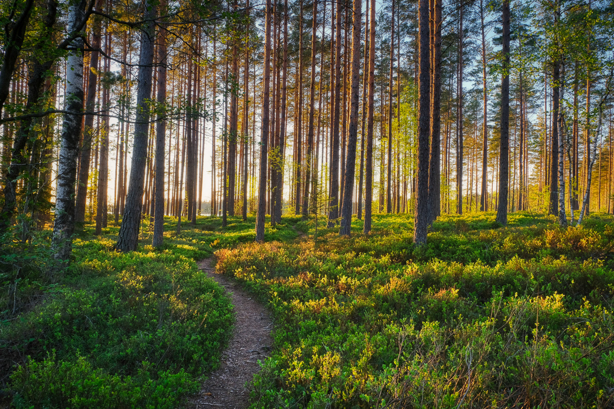 Golden forest
