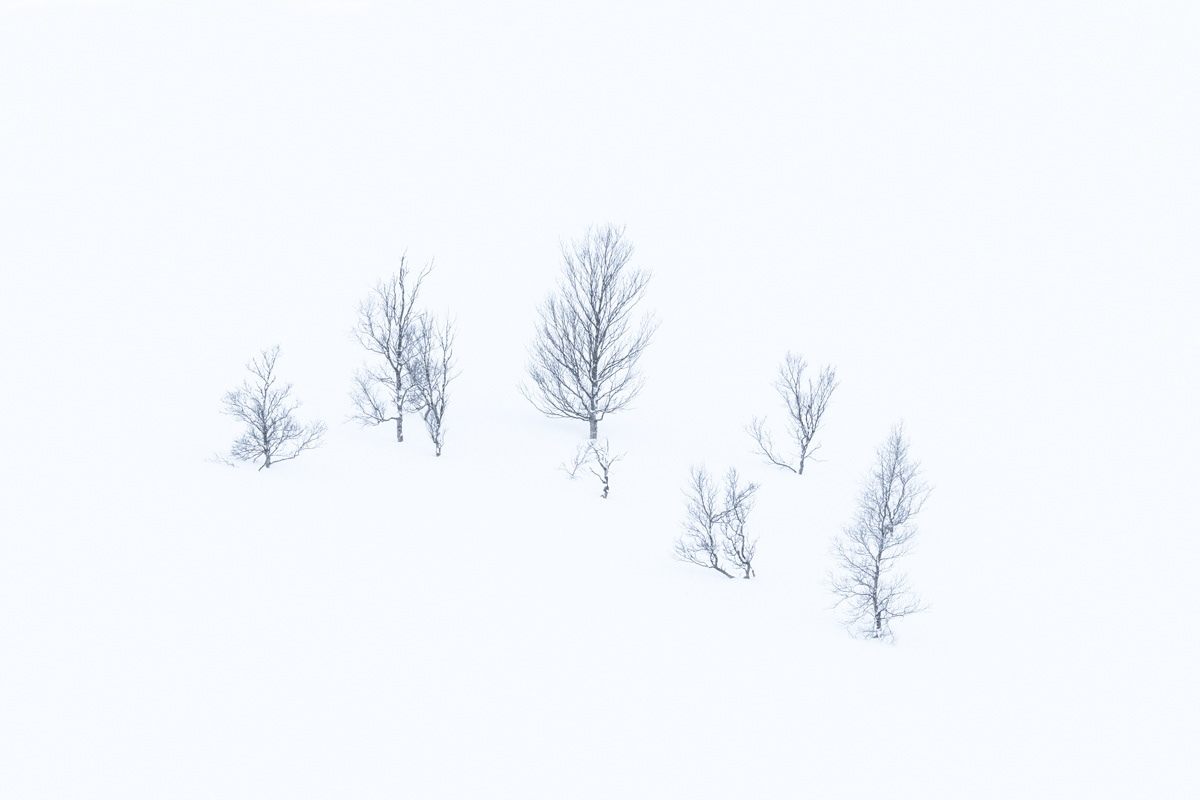 Berk trees in the fog on Senja