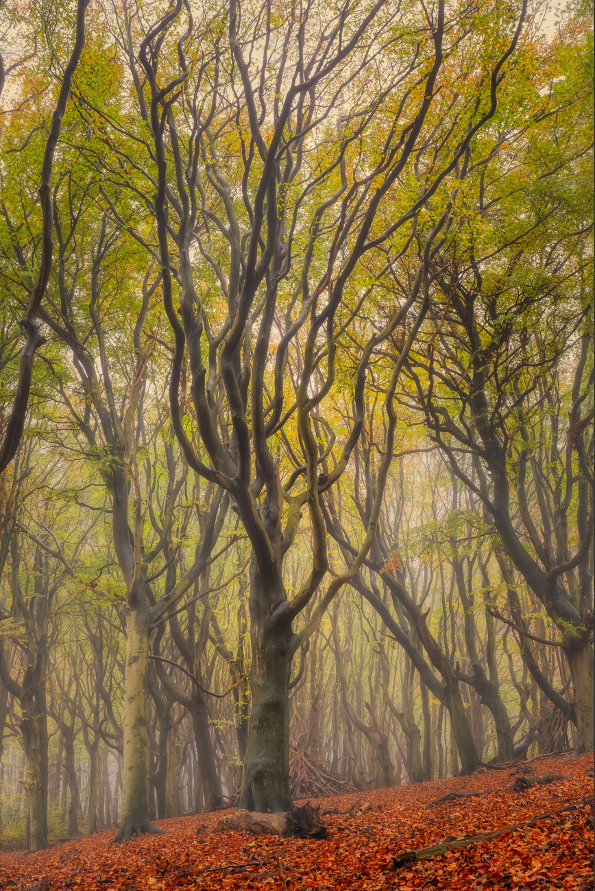 Mildenburgbos Oostvoorne