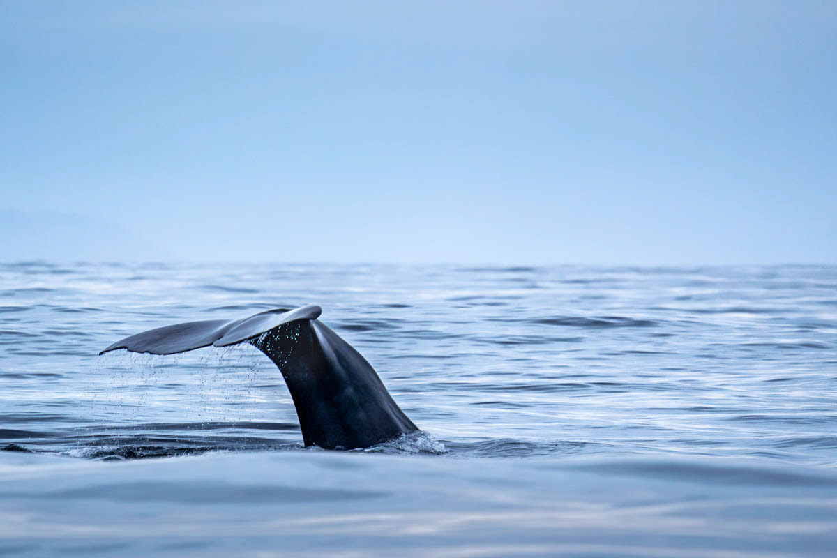 Diving Spermwhale