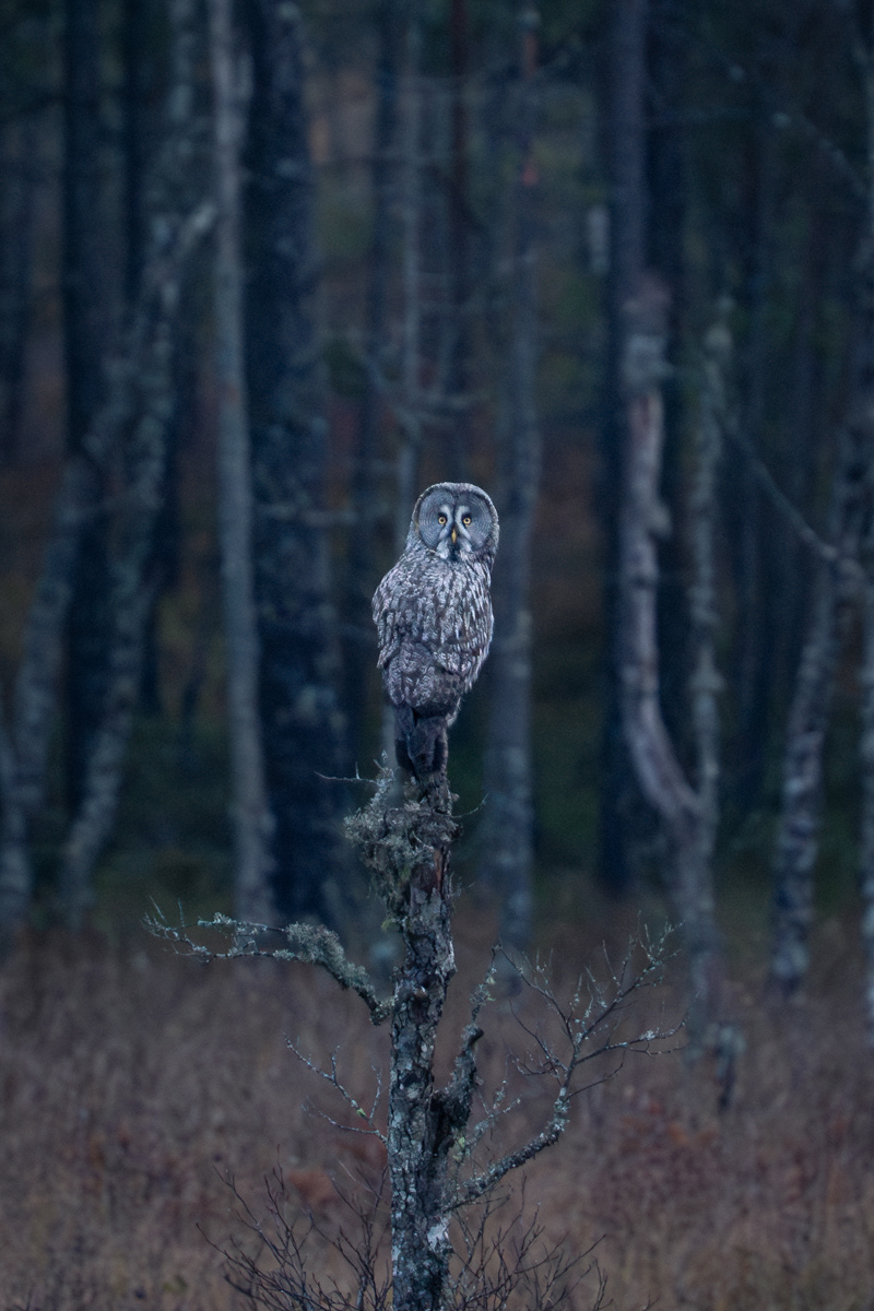 Great Grey Owl