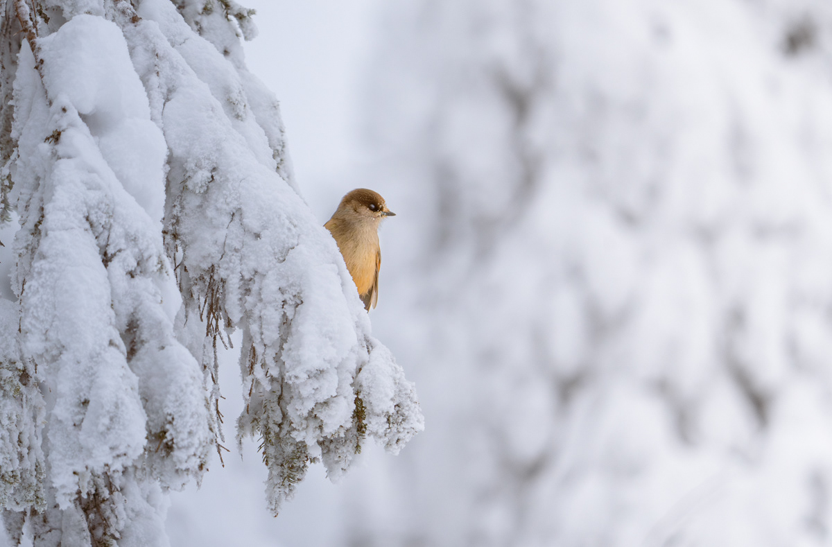 Siberian jay