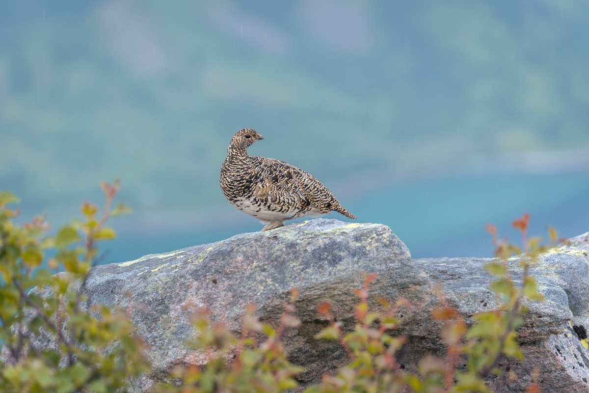 Female Grouse