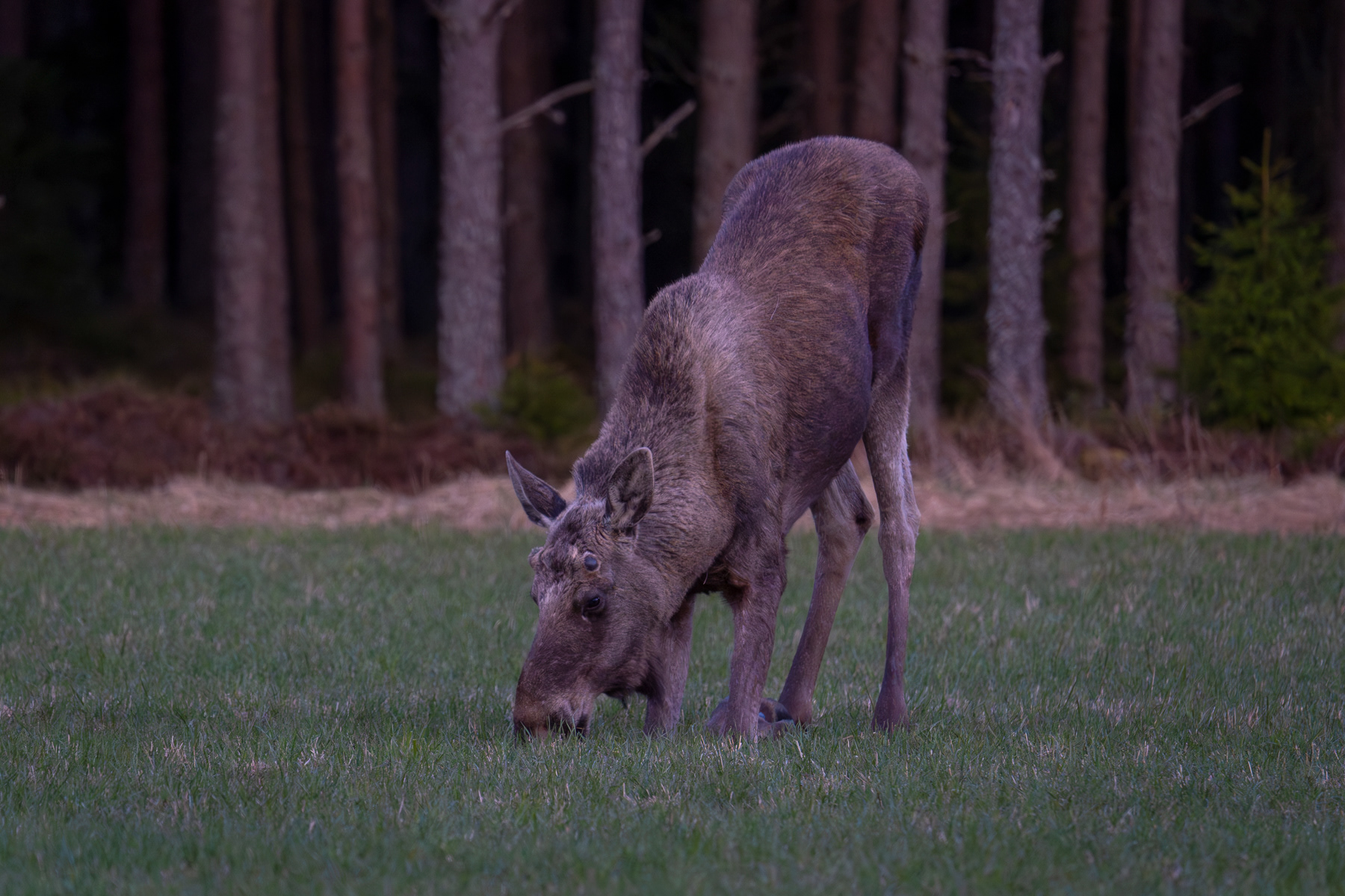 Moose