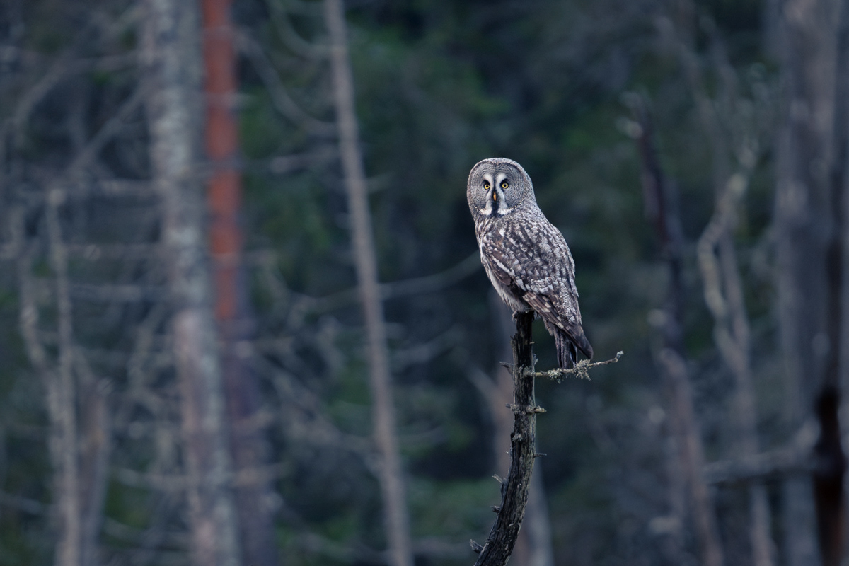 Great Grey Owl