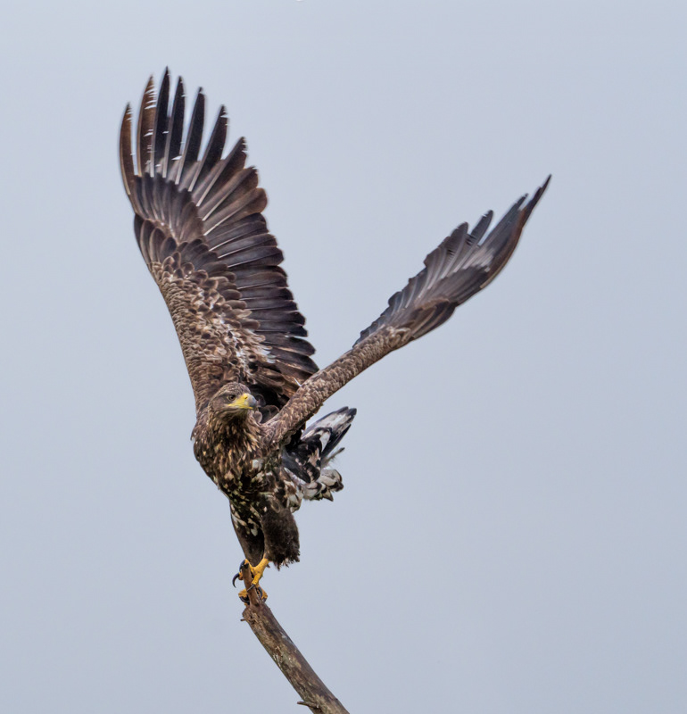 Sea eagle