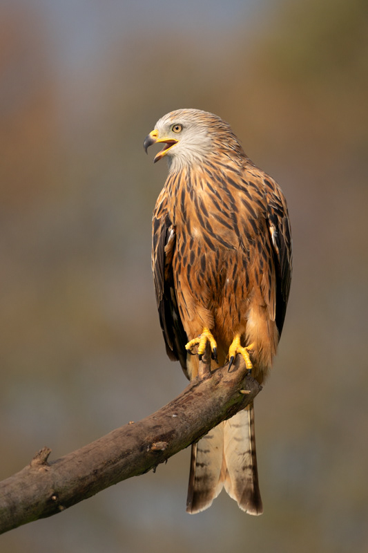 Red kite