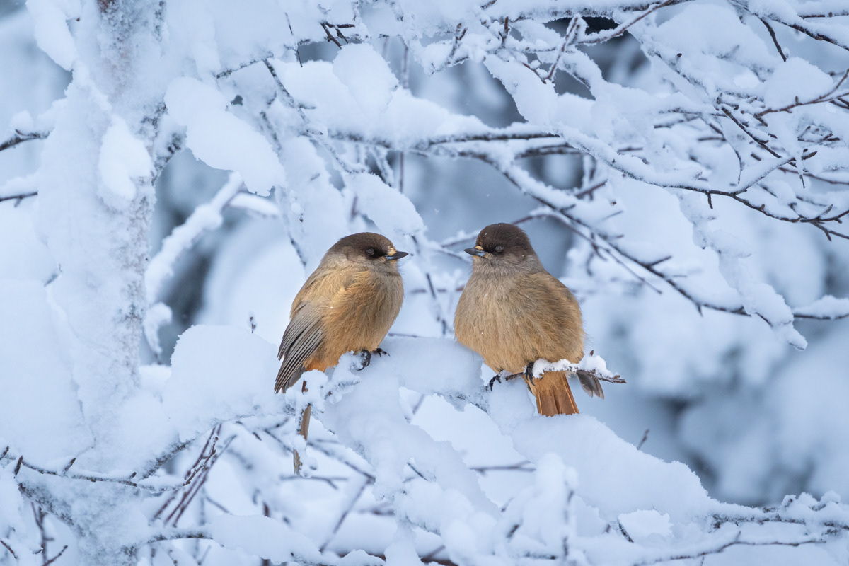 Siberian jay