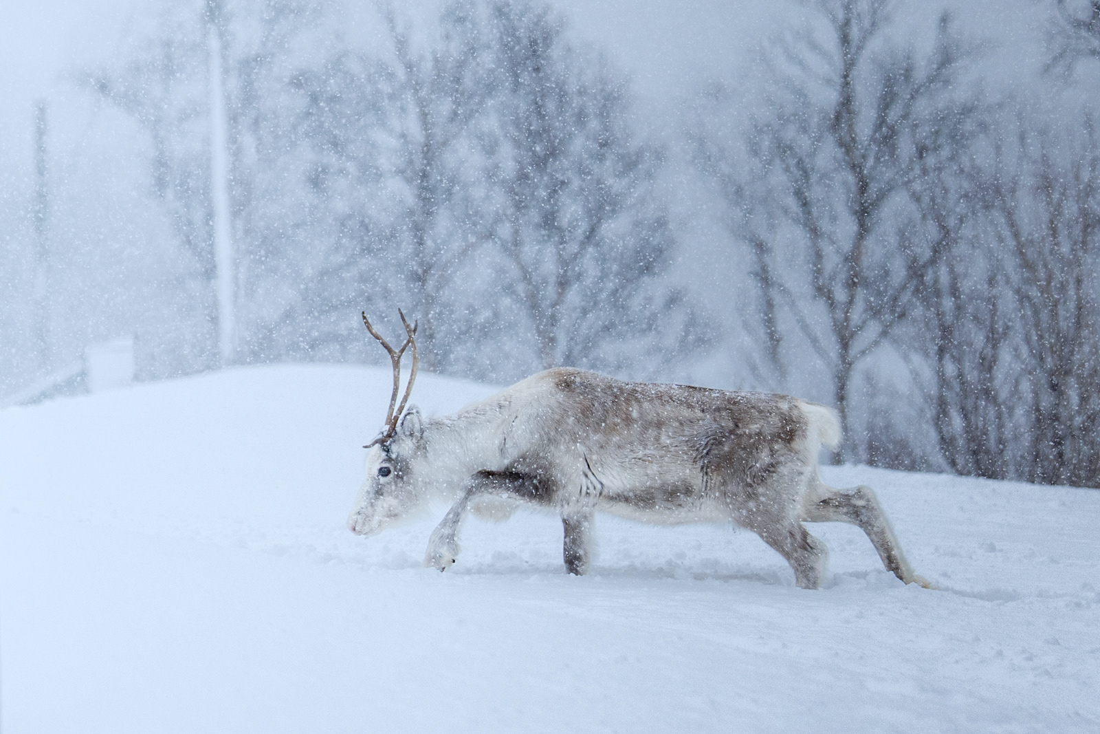 Reindeer on Senja