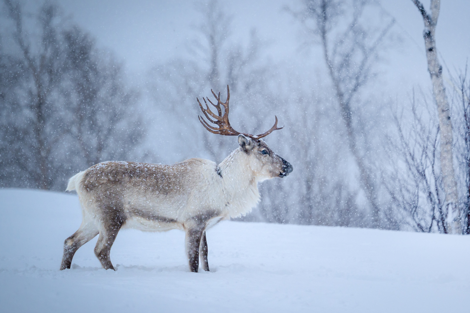 Reindeer on Senja