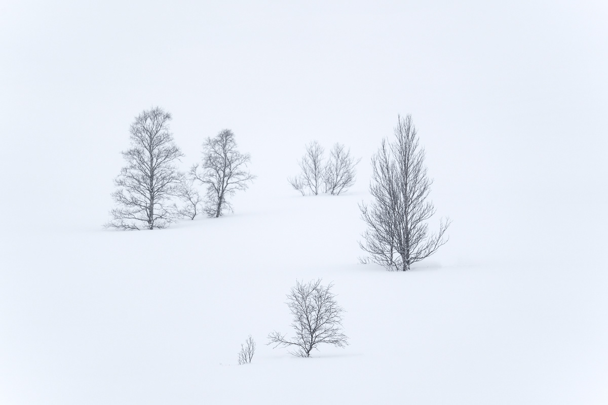 Berk trees in the fog on Senja
