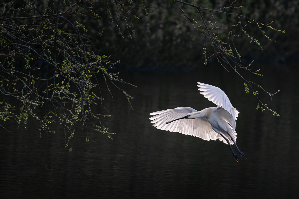 Spoonbill