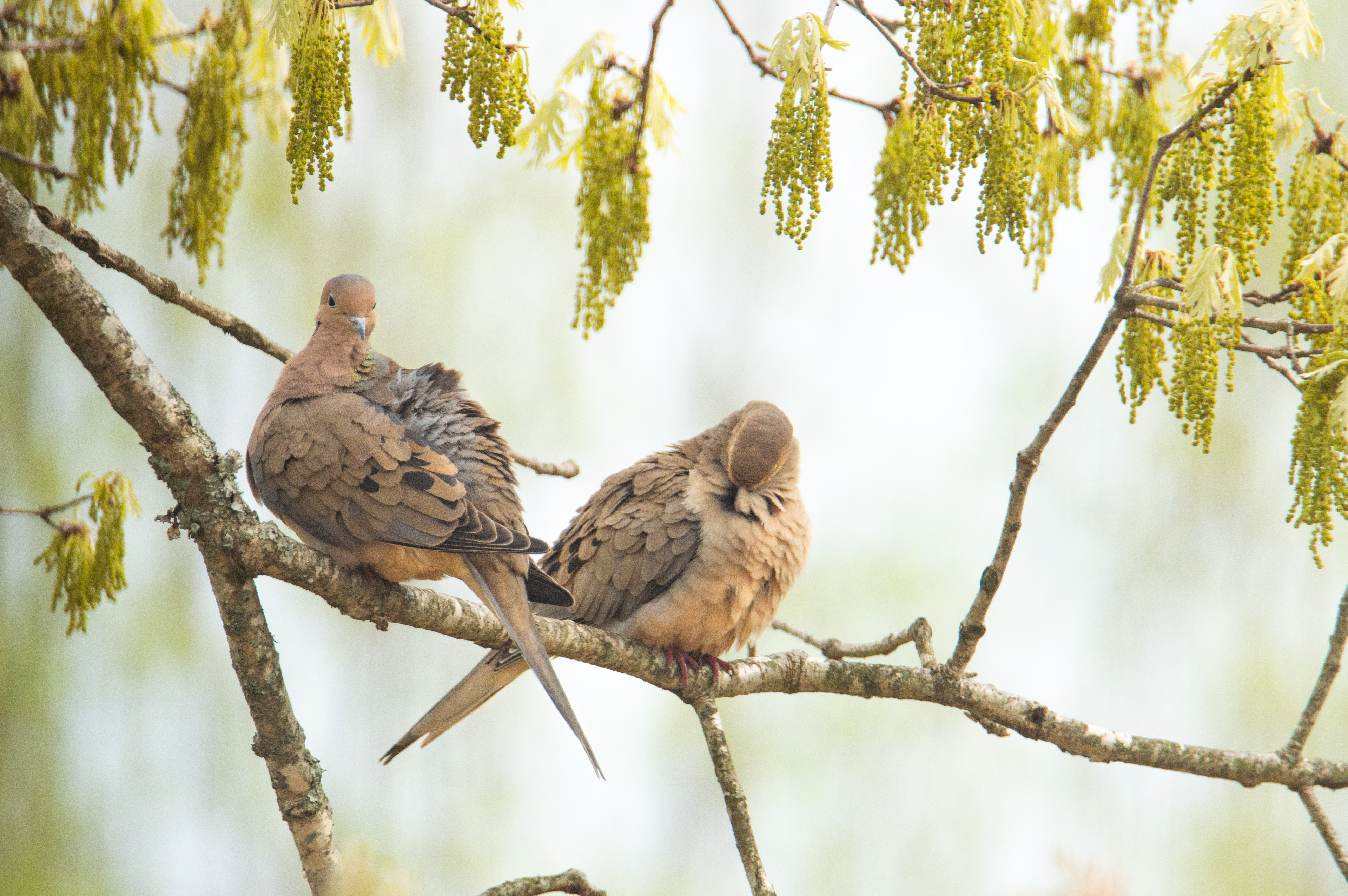 Two Mourning Doves in Spring