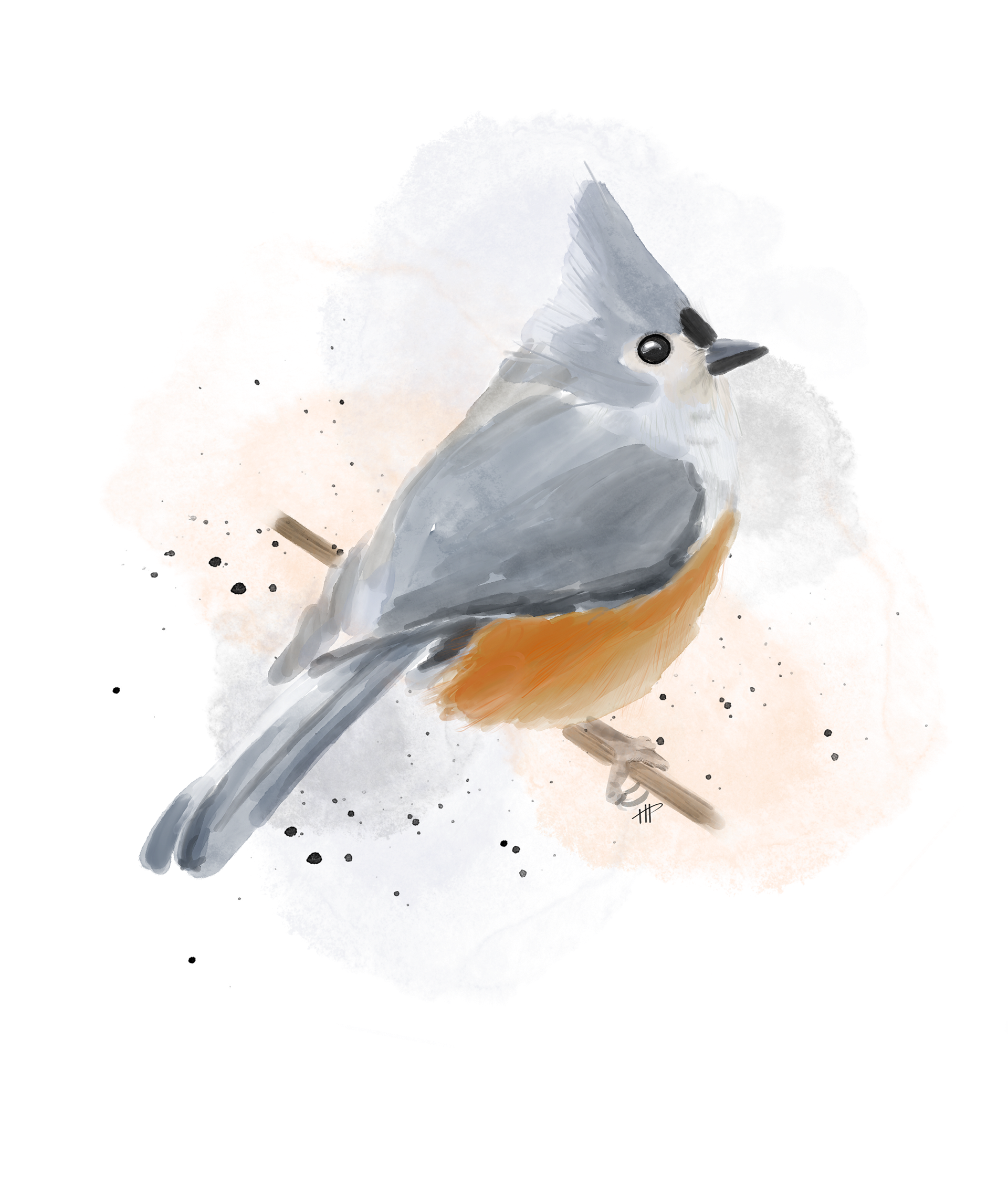 Tufted Titmouse Illustration (Etsy)