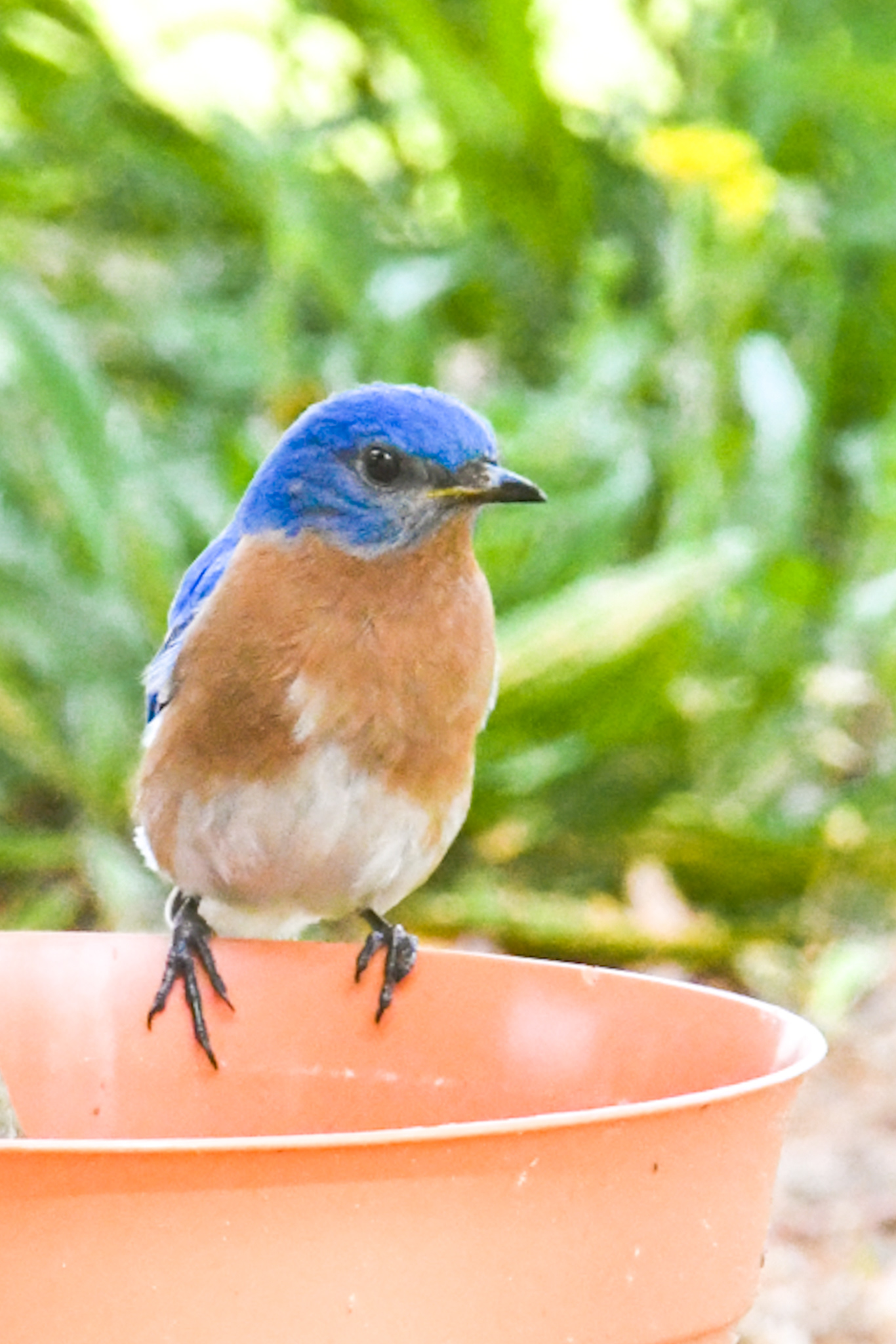 Eastern Bluebird