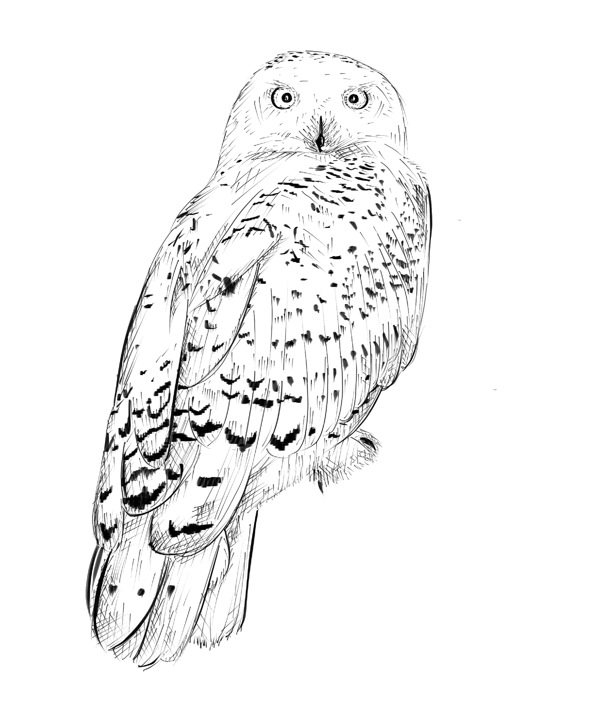 Snowy Owl Drawing (Etsy)