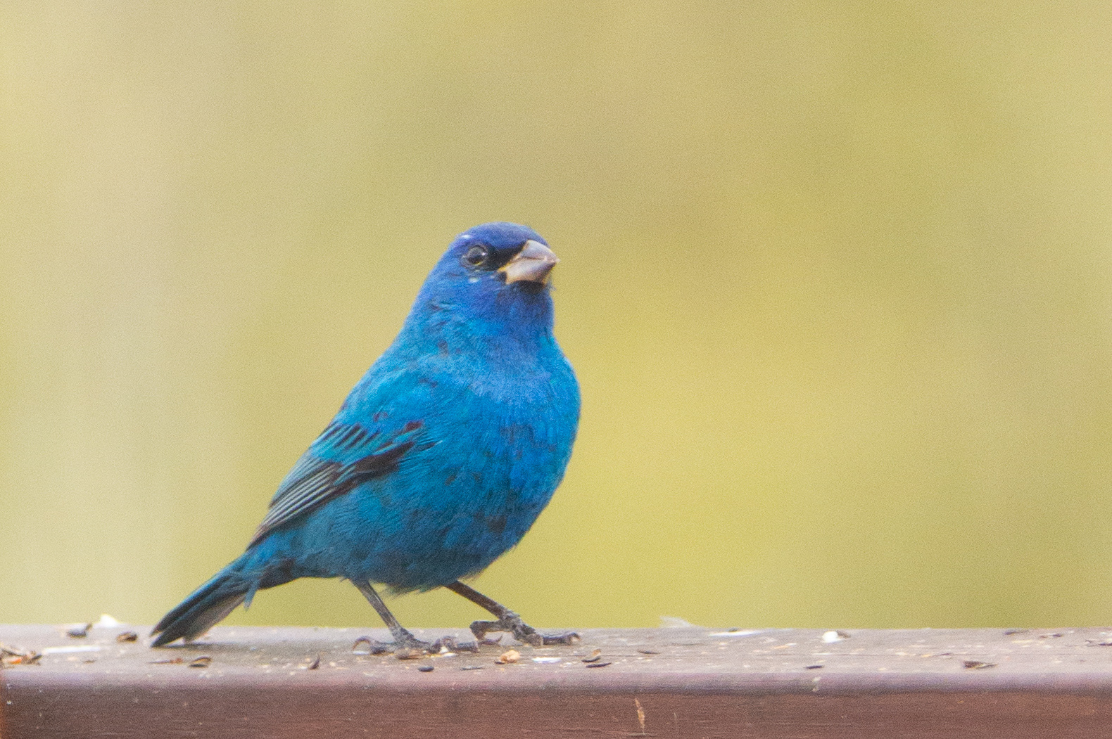 Indigo Bunting