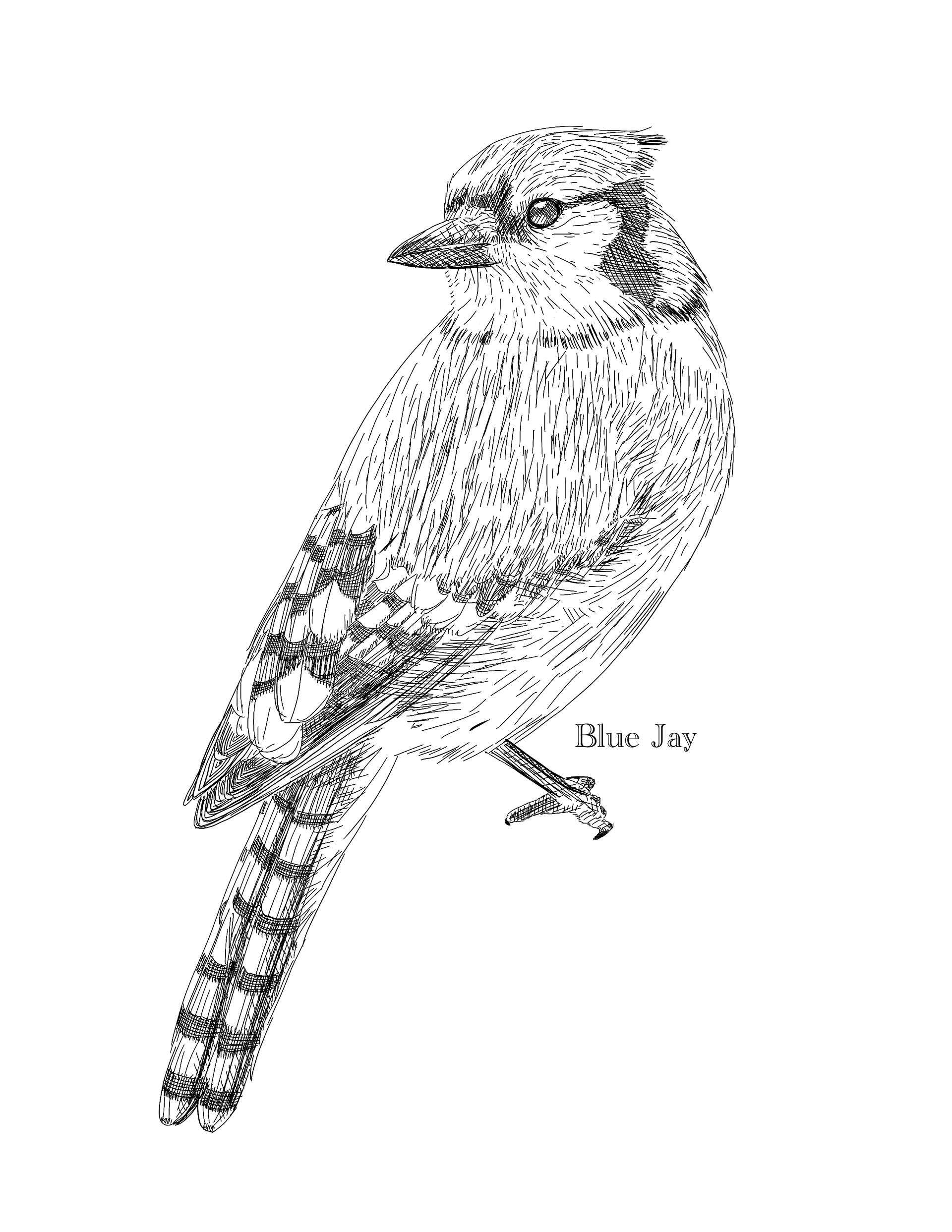 Blue Jay Drawing (Etsy)