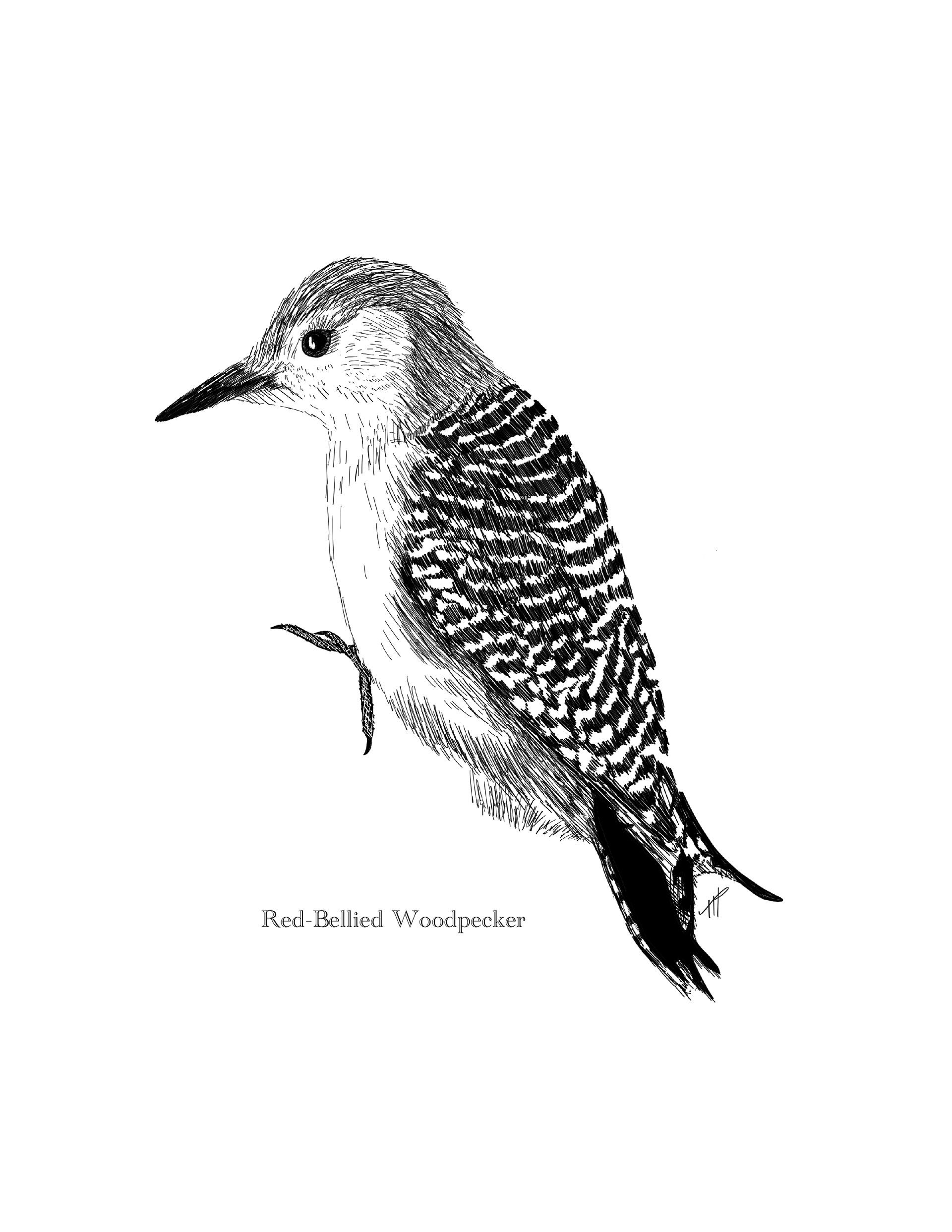 Red-bellied Woodpecker Drawing (Etsy)