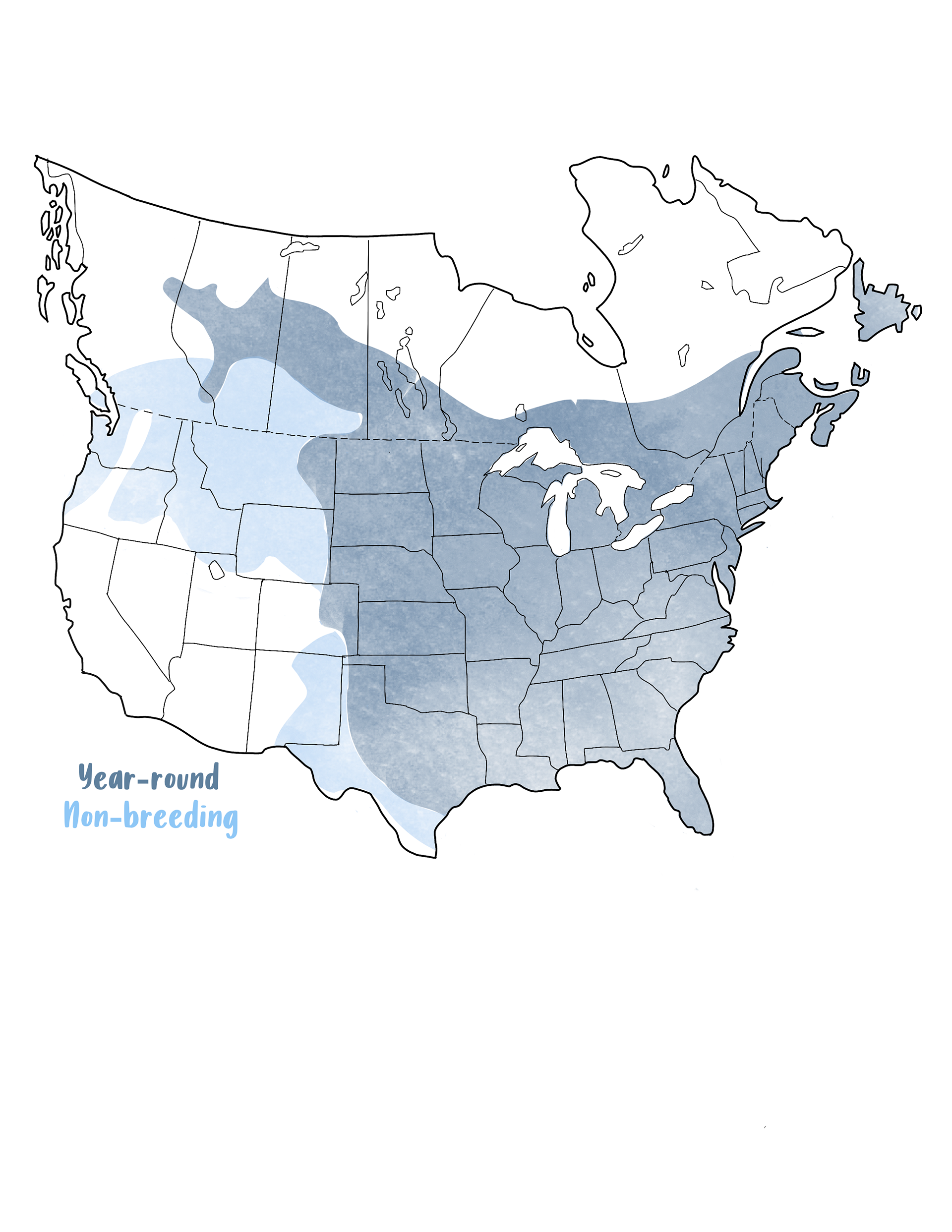 Blue Jay Territory Illustration (TheHomebirdies Blog)