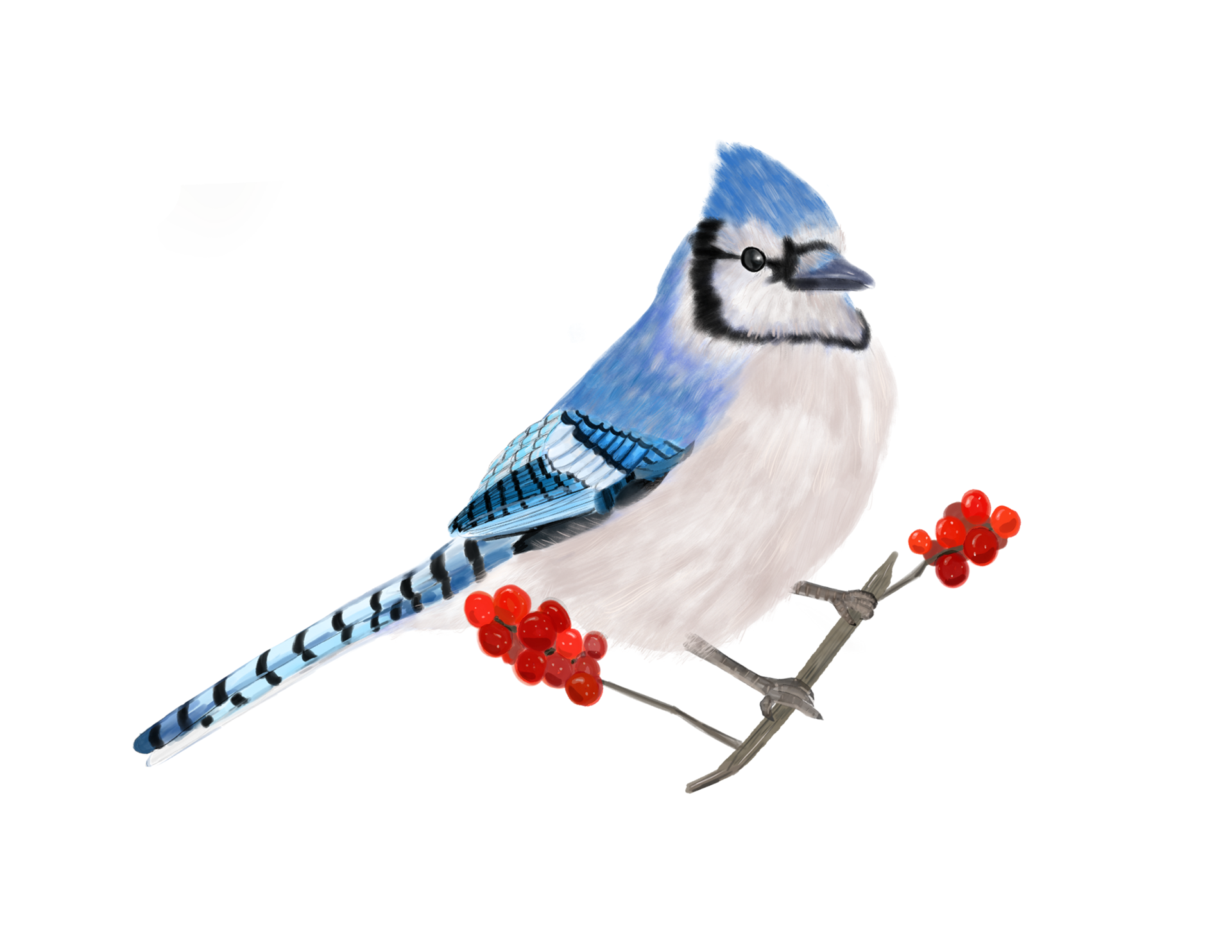 Blue Jay Illustration (Etsy)