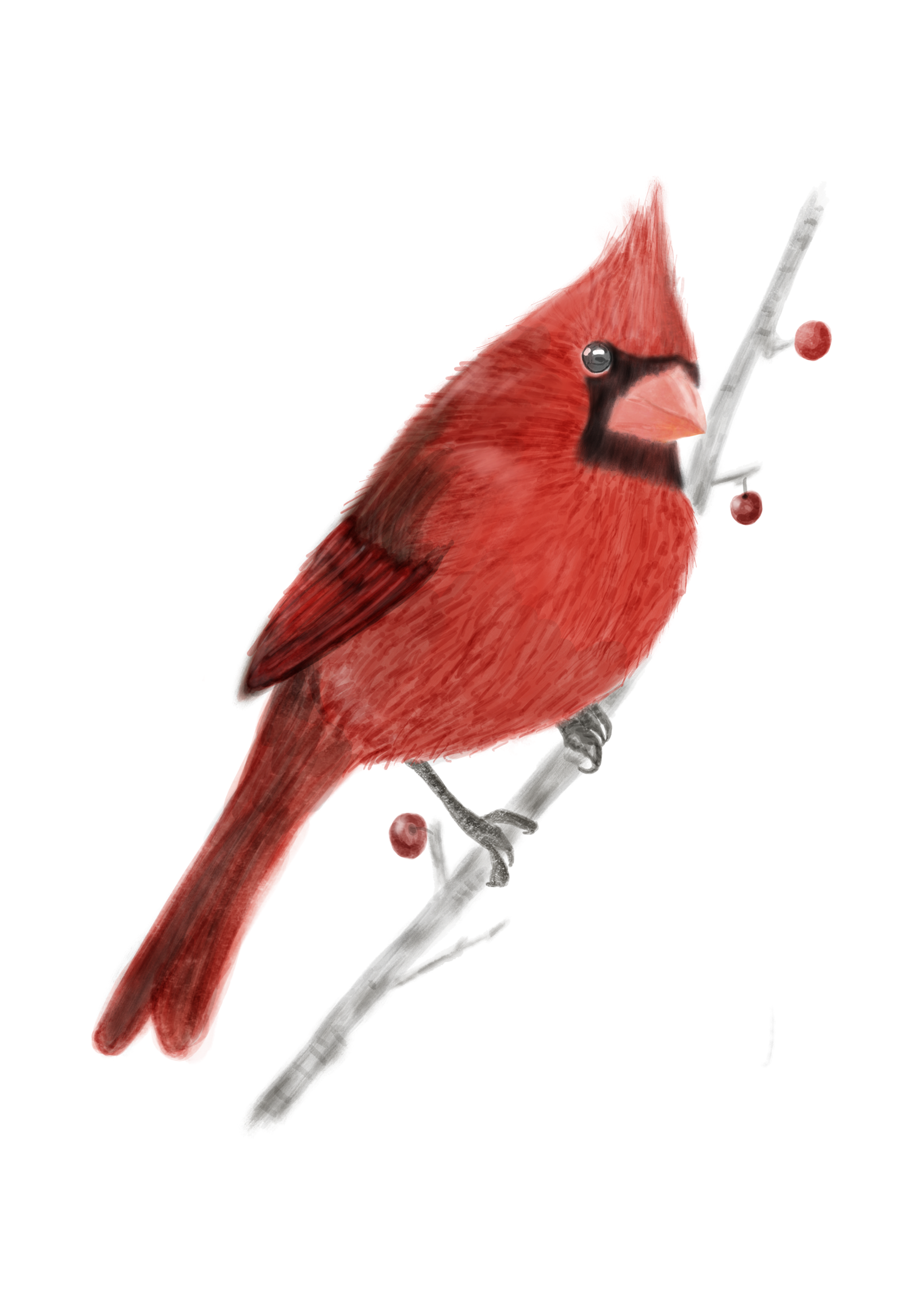 Cardinal Illustration (Etsy)