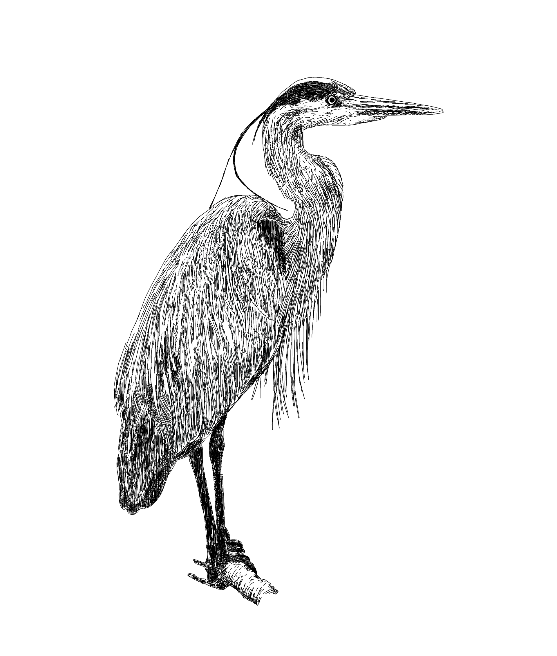 Great Heron Drawing (Etsy)