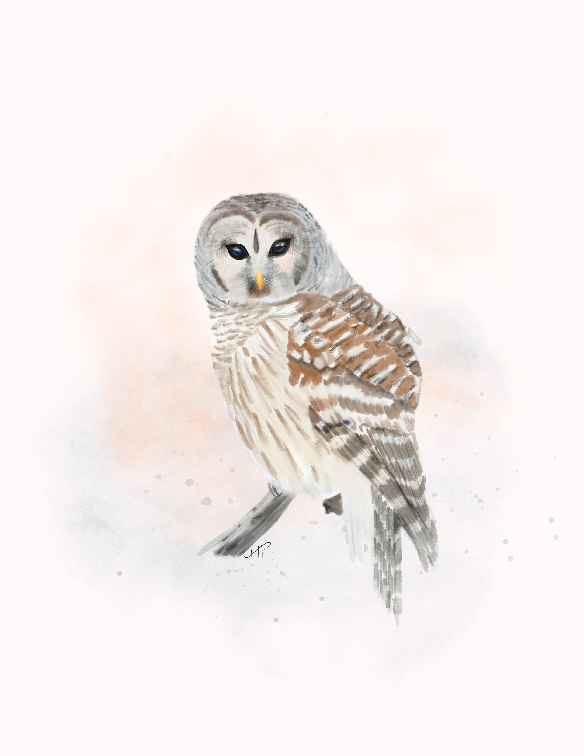 Snowy Owl Illustration (Etsy)