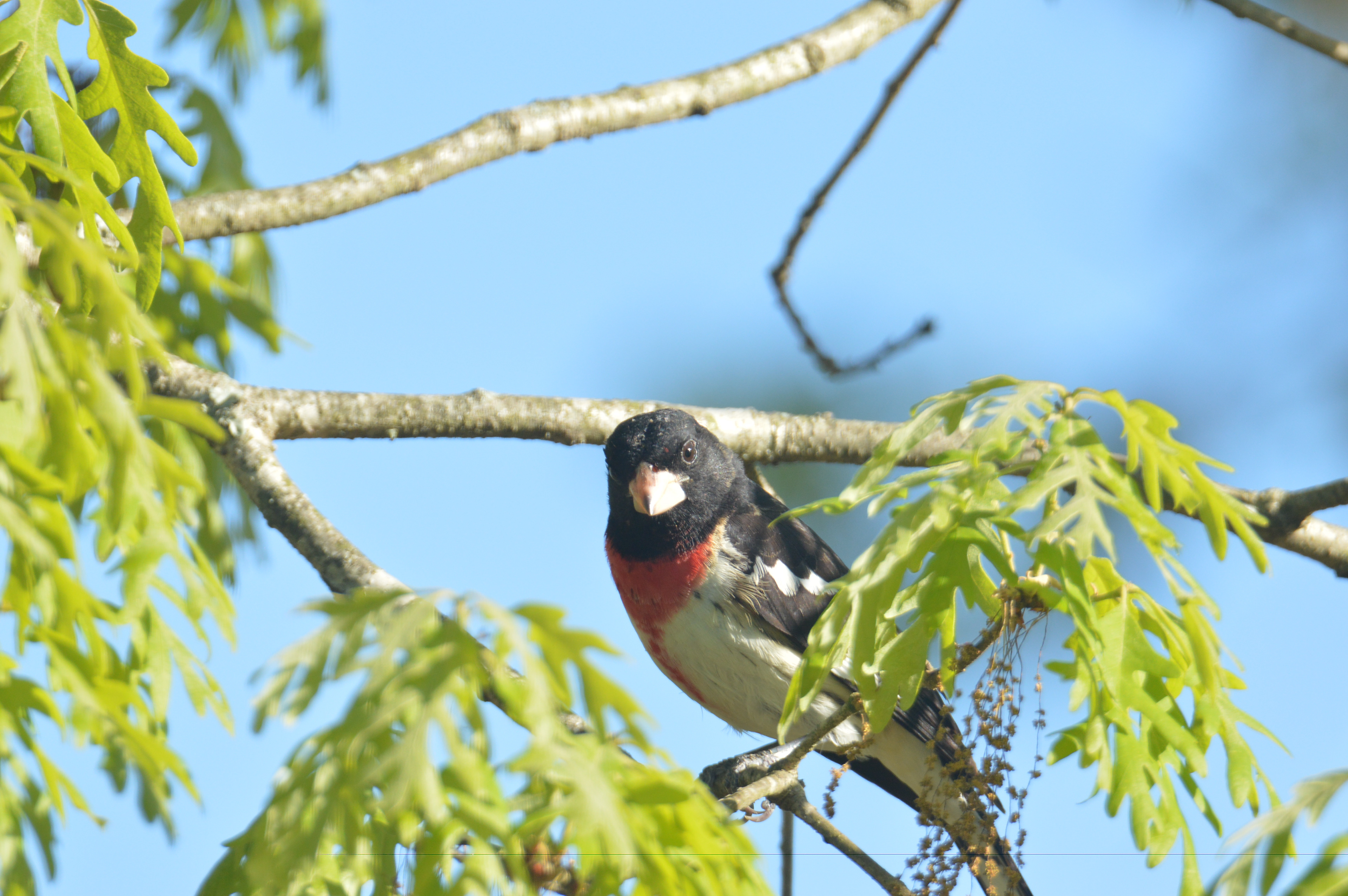Rose-breasted Grosbeak