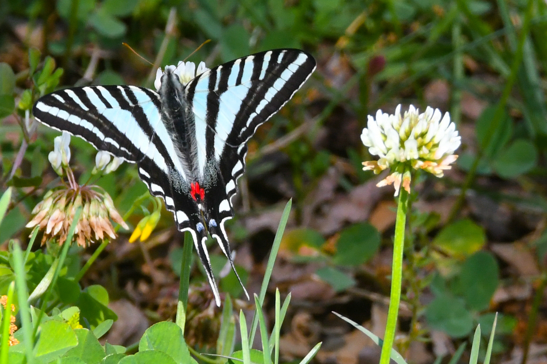 Zebra Swallowtail