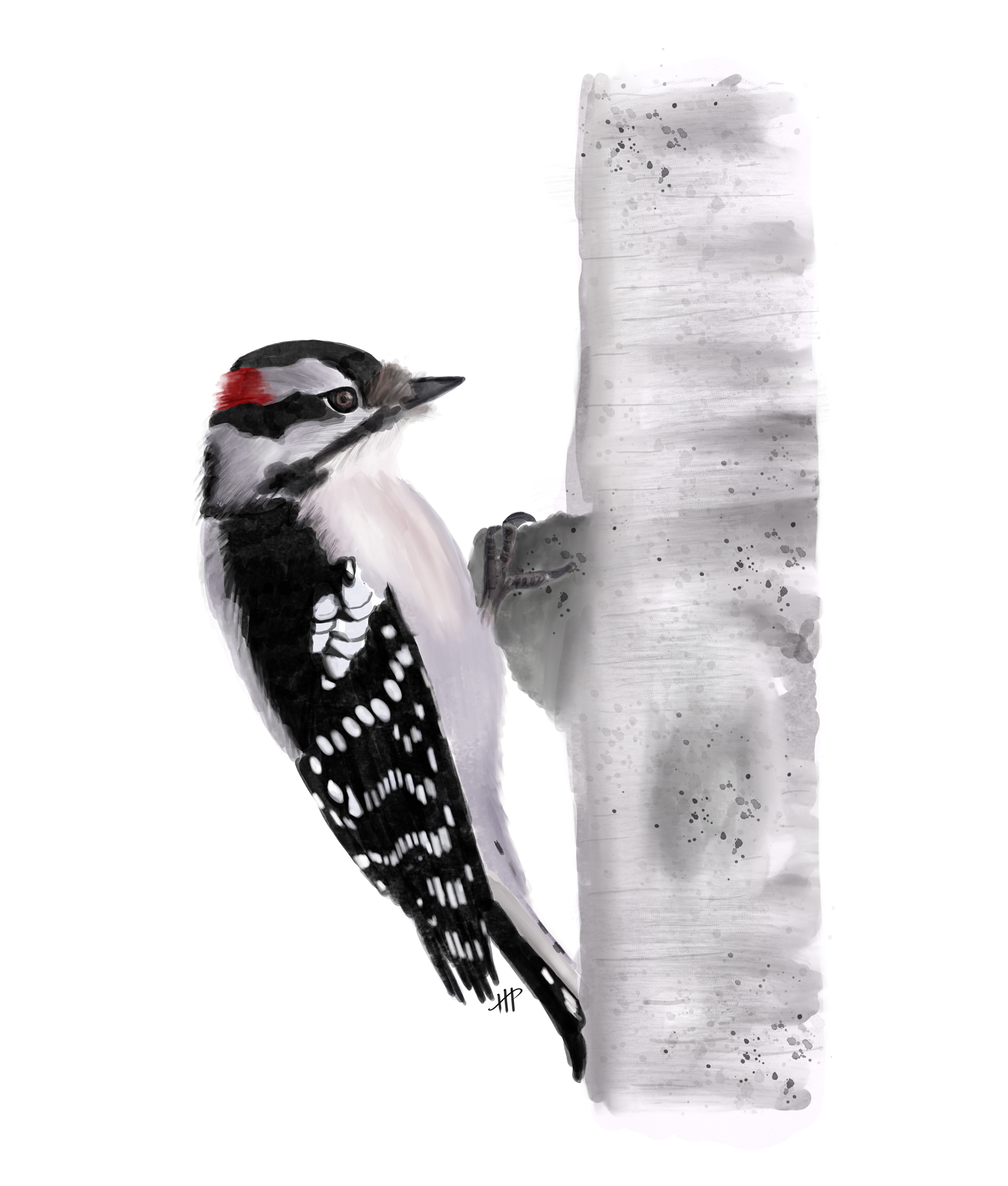 Downy Woodpecker Illustration (Etsy)