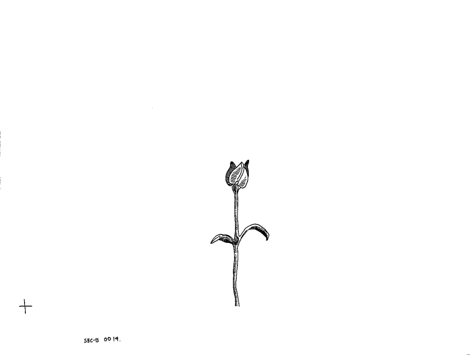 Hand drawn frame for "Plants Die Too."