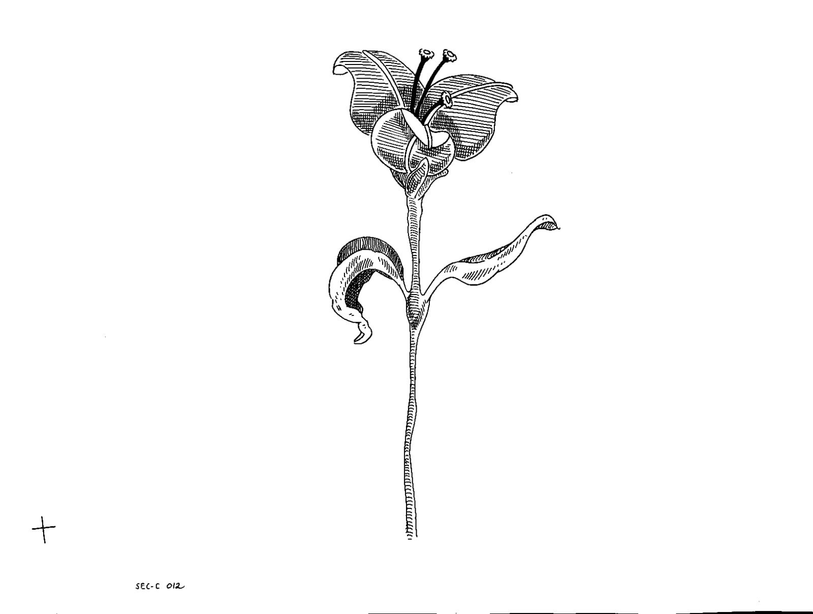 Hand drawn frame for "Plants Die Too."