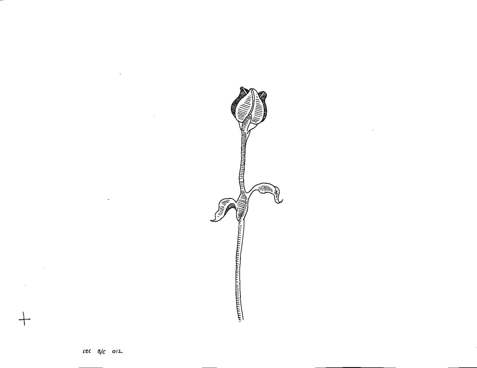 Hand drawn frame for "Plants Die Too."