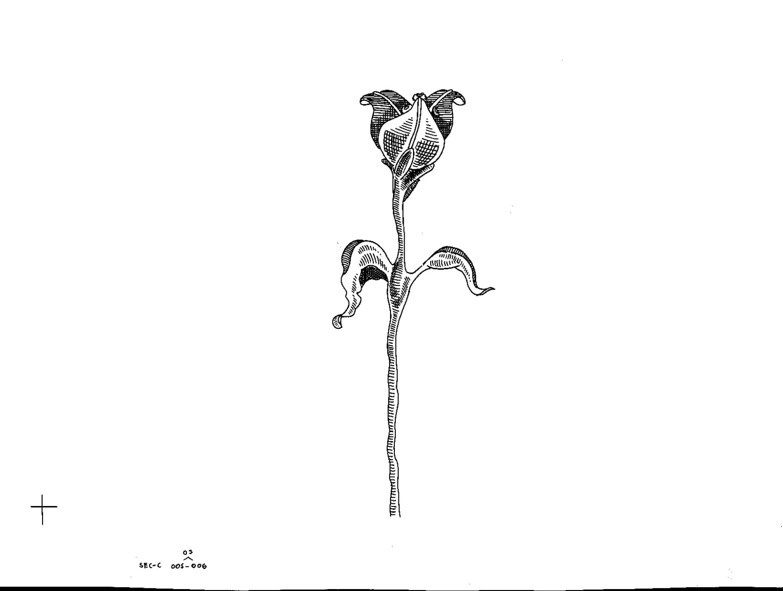 Hand drawn frame for "Plants Die Too."