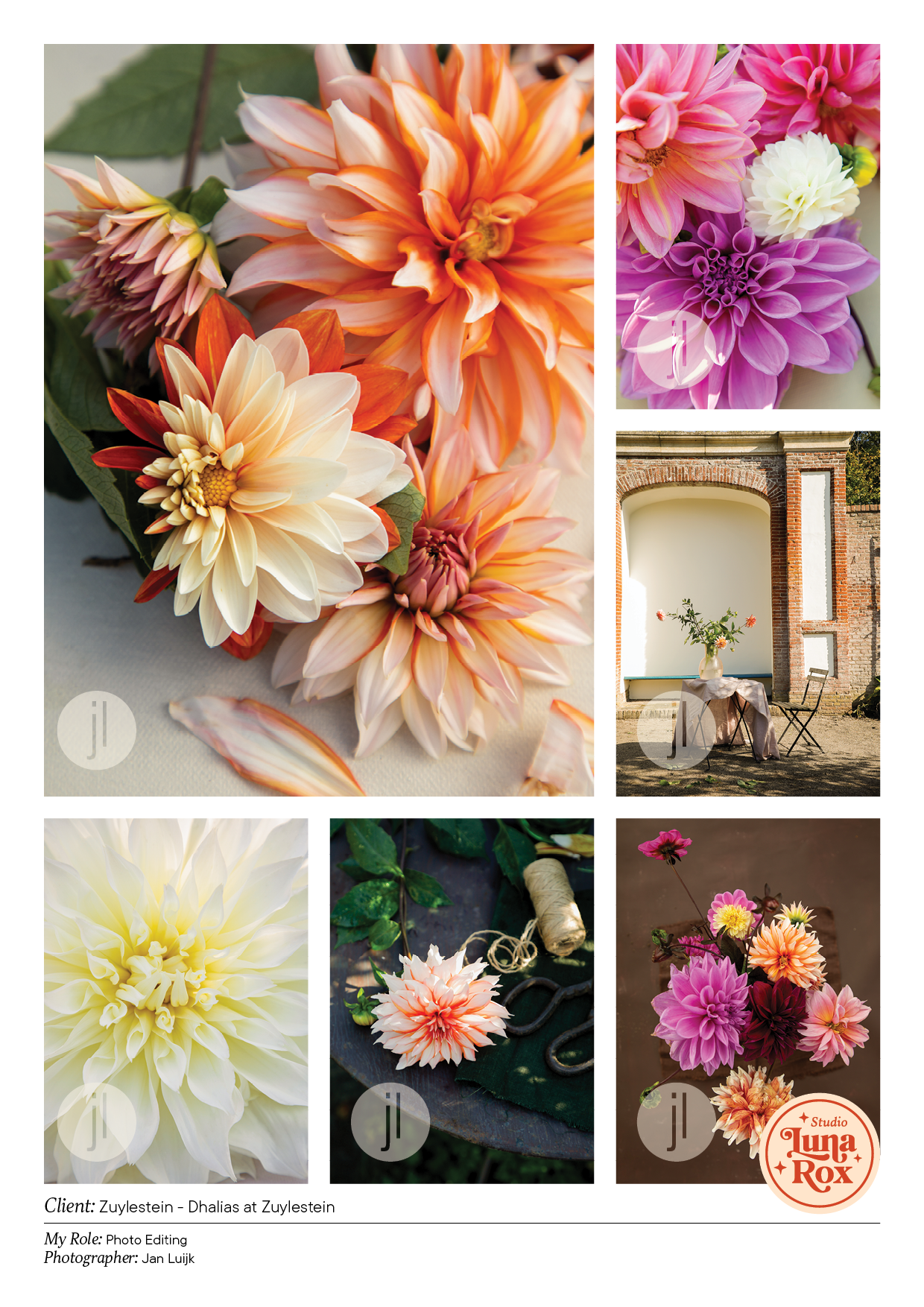 Dhalias at Zuylestein
