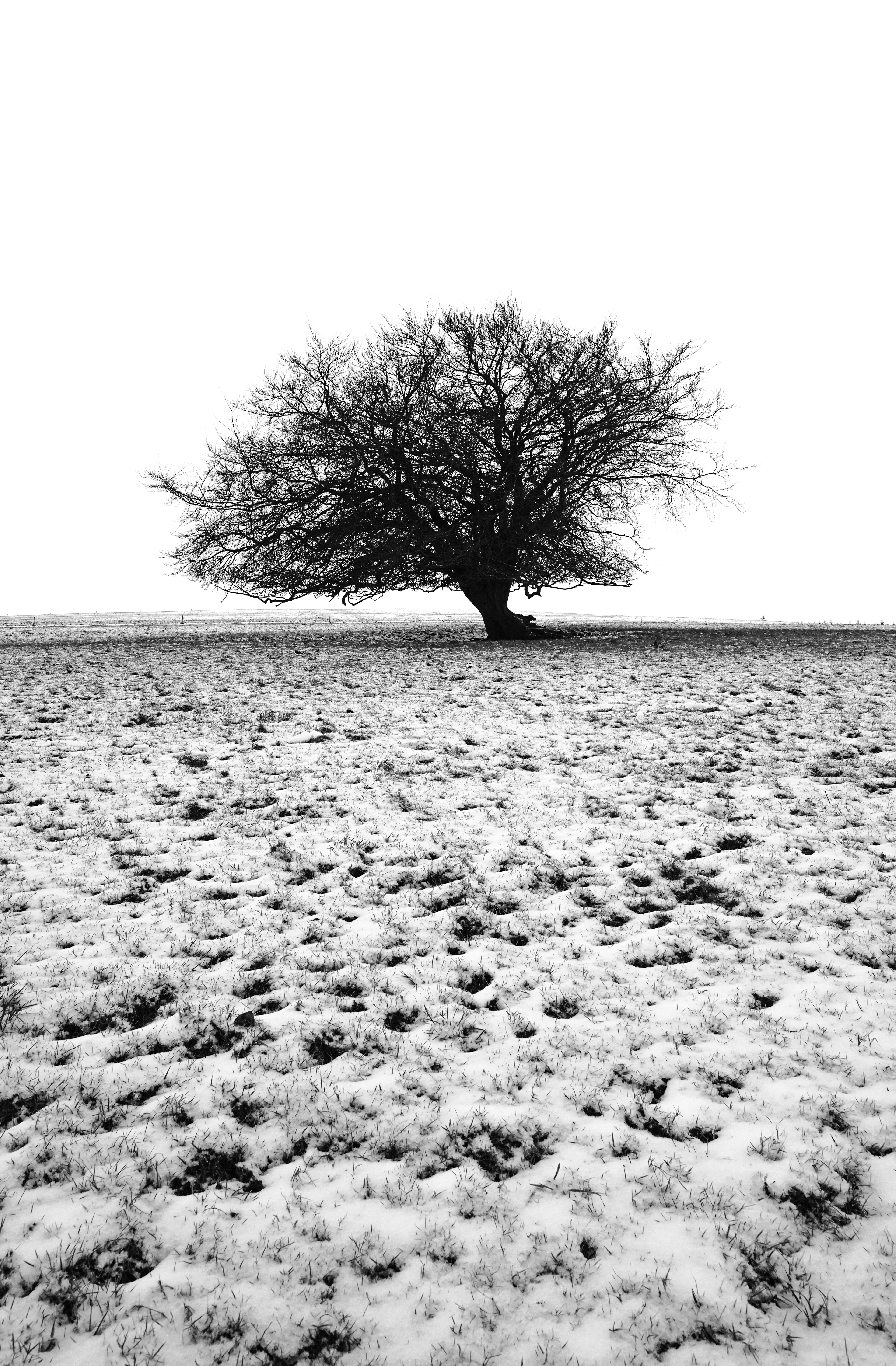 Stark ( Co. Wexford )