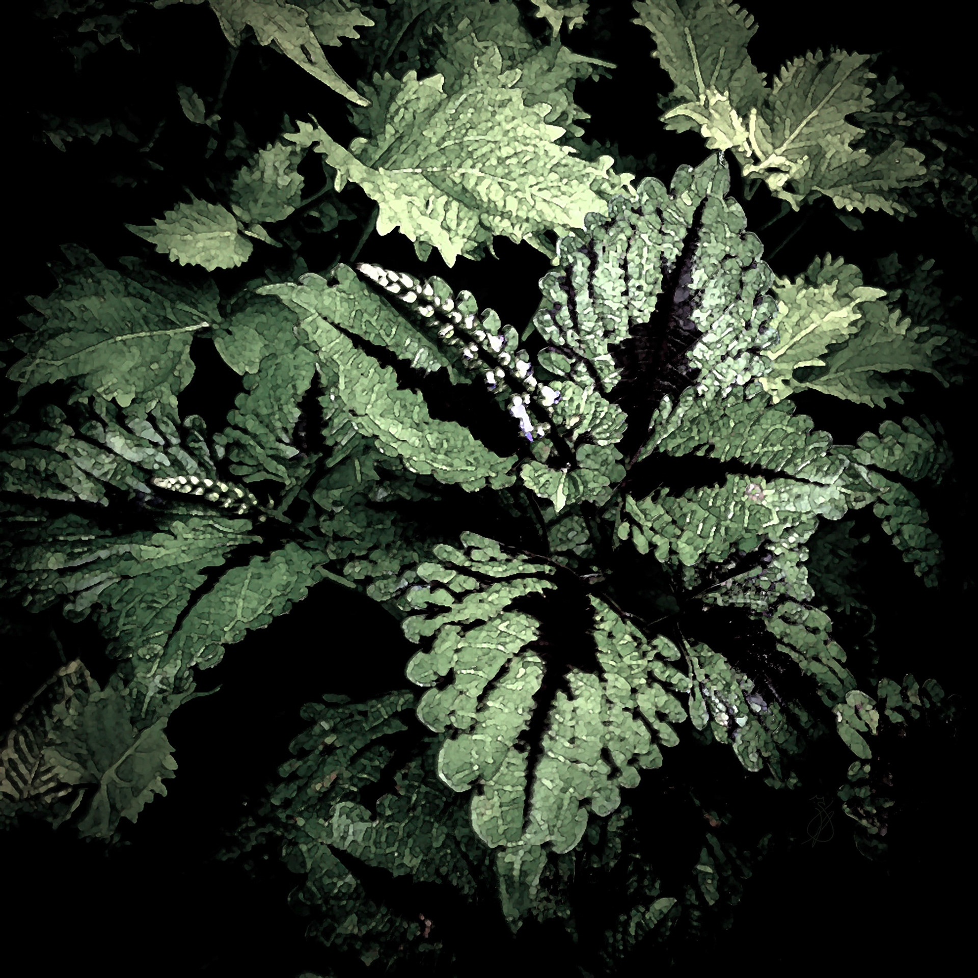 Altered Plants - Fall 2021 - No. 001