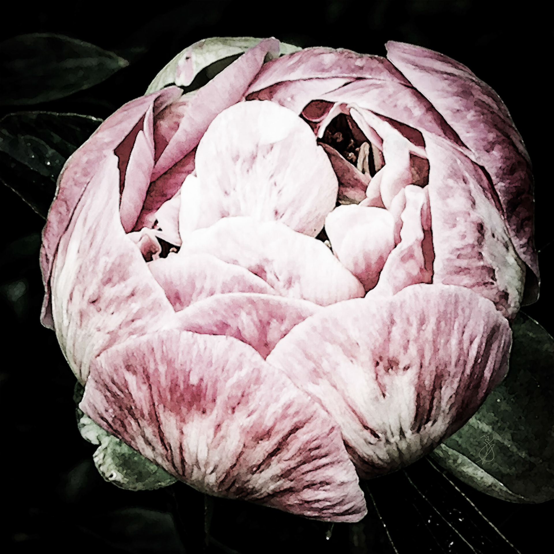 Altered Flowers - Spring 2022 - No. 001