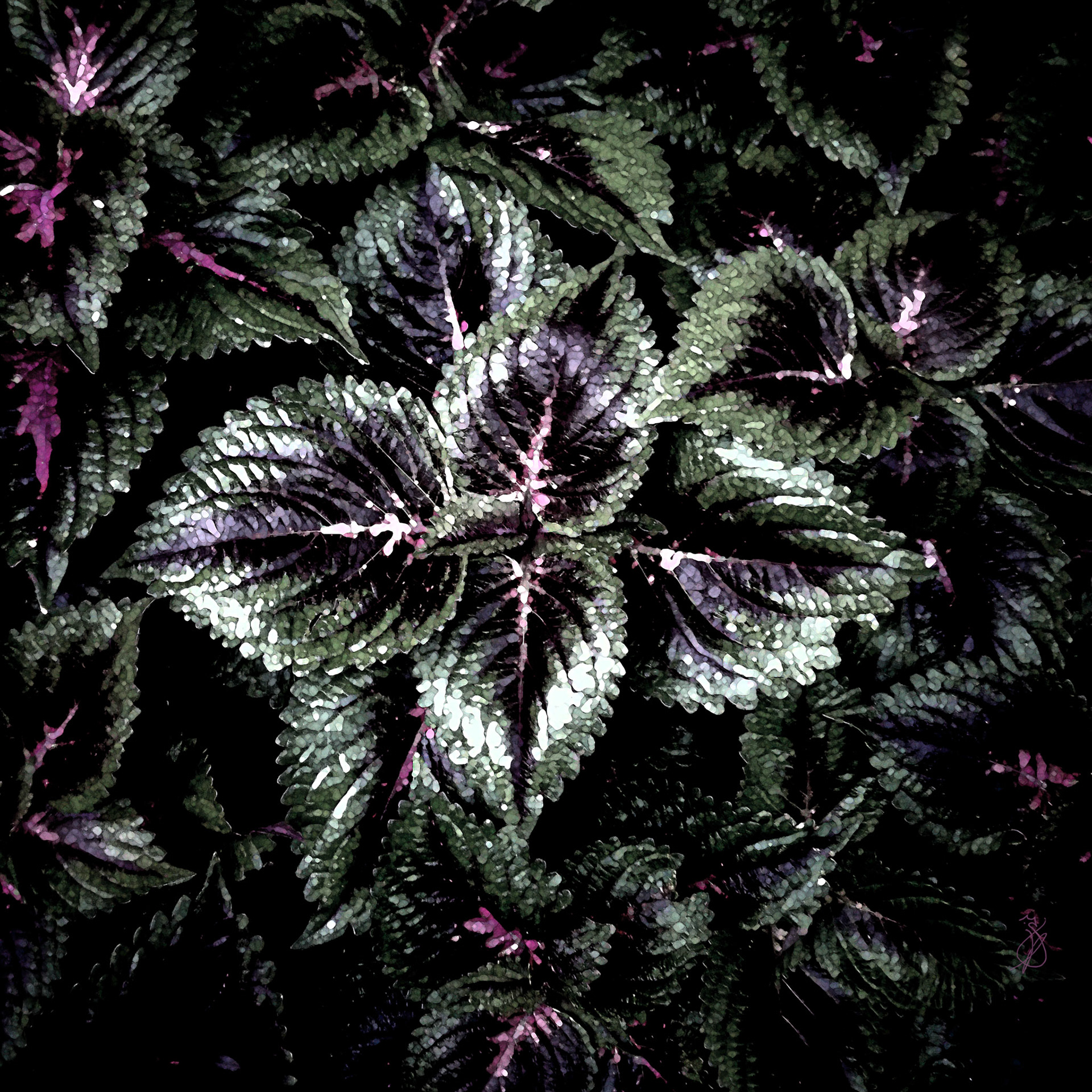Altered Plants - Fall 2021 - No. 002