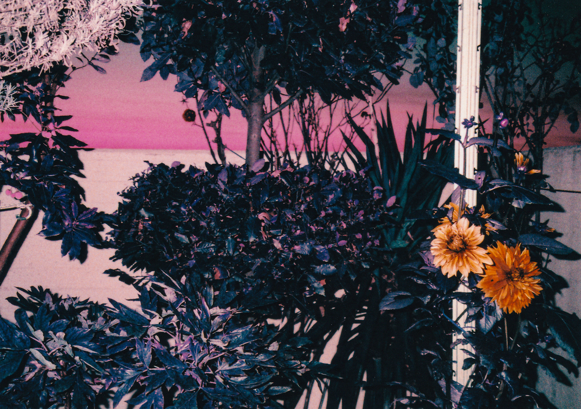 The Pink Hour, shot with Ricoh Shotmaster Zoom and LomoChrome Purple Pétillant 100-400.