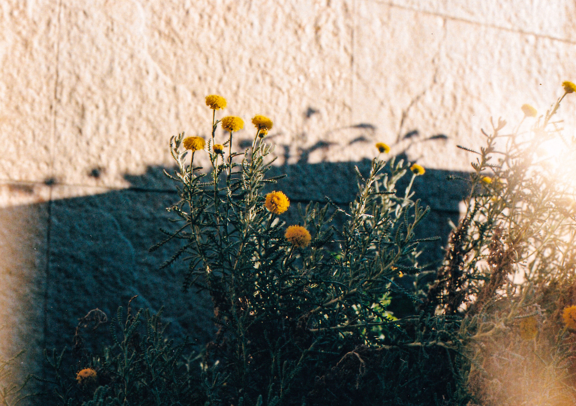 In the Shadow, shot with Nikon FG - Nikon 50mm f/1.8 and Kodak Portra 400.